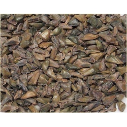 nasiona Jodła japońska szt.5 Flxx26