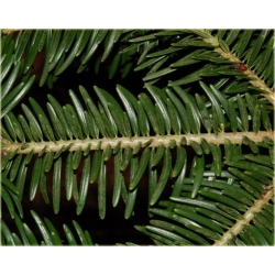 nasiona Jodła japońska szt.5 Flxx26