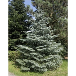 nasiona Jodła srebrzysta szt.5 Flxx24