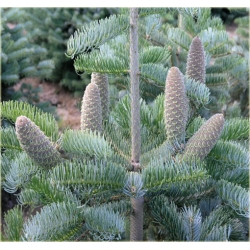 nasiona Jodła srebrzysta szt.5 Flxx24
