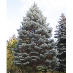 nasiona Jodła srebrzysta szt.5 Flxx24