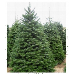 nasiona Jodła kaukaska szt.5 Flxx17