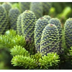 nasiona Jodła kaukaska szt.5 Flxx17