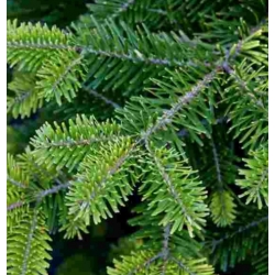 nasiona Jodła kaukaska Arkhyz szt.5 Flxx34