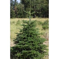 nasiona Jodła kaukaska Arkhyz szt.5 Flxx34