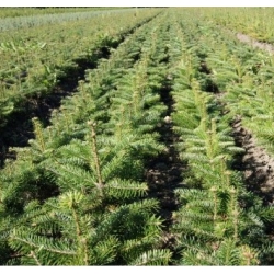 nasiona Jodła kaukaska Arkhyz szt.5 Flxx34