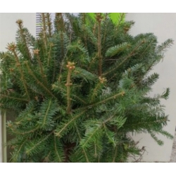 nasiona Jodła kaukaska Arkhyz szt.5 Flxx34