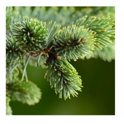 nasiona Jodła kaukaska Apsheronsk szt.5 Flxx18