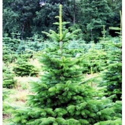 nasiona Jodła kaukaska Apsheronsk szt.5 Flxx18