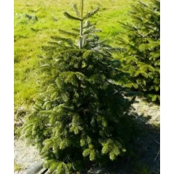 nasiona Jodła kaukaska Apsheronsk szt.5 Flxx18