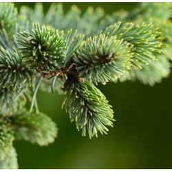 nasiona Jodła kaukaska Apsheronsk szt.5 Flxx18