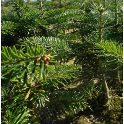 nasiona Jodła kaukaska Apsheronsk szt.5 Flxx18