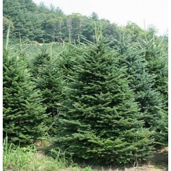 nasiona Jodła kaukaska Apsheronsk szt.5 Flxx18
