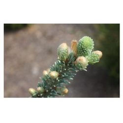 nasiona Jodła koreańska Blauer szt.5 Flxx29