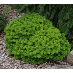 nasiona Jodła koreańska Blauer szt.5 Flxx29