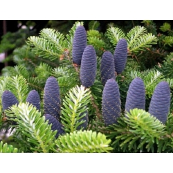 nasiona Jodła koreańska Blauer szt.5 Flxx29