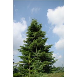 nasiona Jodła Lowna szt.5 Flxx25