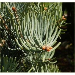 nasiona Jodła Lowna szt.5 Flxx25