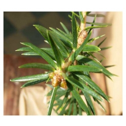 nasiona Jodła mandżurska szt.5 Flxx19