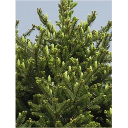 nasiona Jodła mandżurska szt.5 Flxx19