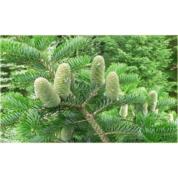 nasiona Jodła mandżurska szt.5 Flxx19