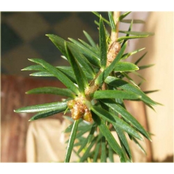 nasiona Jodła mandżurska szt.5 Flxx19