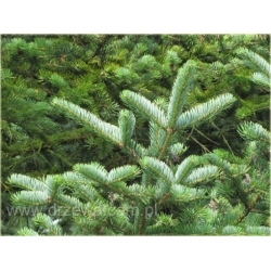 nasiona Jodła mandżurska szt.5 Flxx19