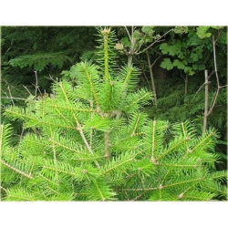 nasiona Jodła mandżurska szt.5 Flxx19