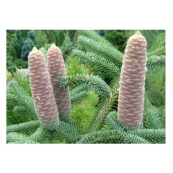 nasiona Jodła numidyjska szt.5 Flxx31