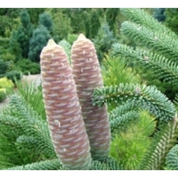 nasiona Jodła numidyjska szt.5 Flxx31