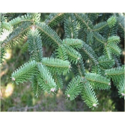 nasiona Jodła numidyjska szt.5 Flxx31