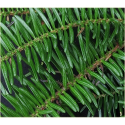 nasiona Jodła numidyjska szt.5 Flxx31