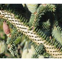 nasiona Jodła numidyjska szt.5 Flxx31