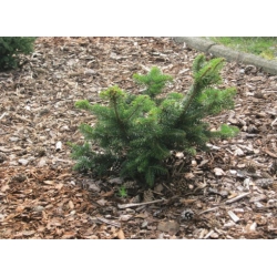 nasiona Jodła numidyjska szt.5 Flxx31