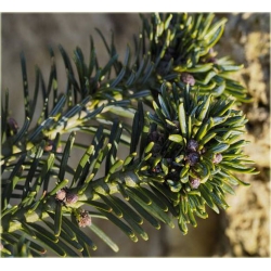 nasiona Jodła olbrzymia szt.5 Flxx28