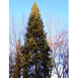 nasiona Jodła olbrzymia szt.5 Flxx28