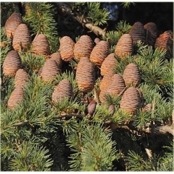 nasiona Jodła olbrzymia szt.5 Flxx28