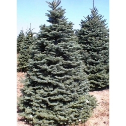 nasiona Jodła szlachetna szt.5 Flxx33