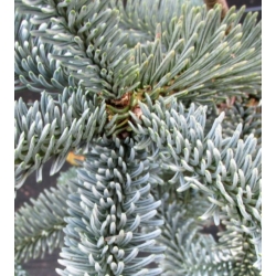 nasiona Jodła szlachetna szt.5 Flxx33