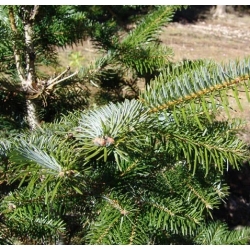 nasiona Jodła turecka szt.5 Flxx21