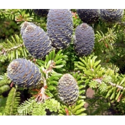 nasiona Jodła Veitcha szt.5 Flxx35