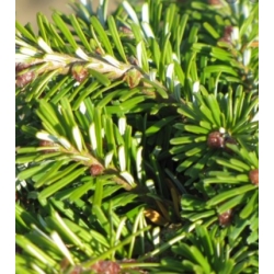 nasiona Jodła Veitcha szt.5 Flxx35