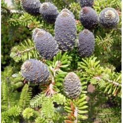 nasiona Jodła Veitcha szt.5 Flxx35