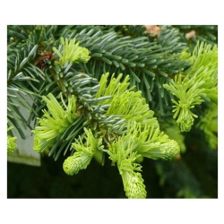 nasiona Jodła wonna szt.5 Flxx20