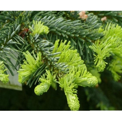nasiona Jodła wonna szt.5 Flxx20