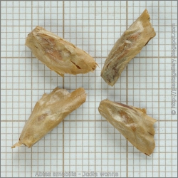 nasiona Jodła wonna szt.5 Flxx20