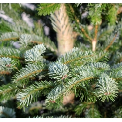 nasiona Jodła wonna szt.5 Flxx20