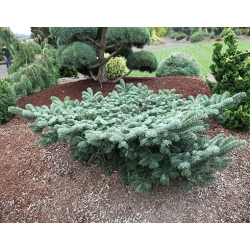 nasiona Jodła wonna szt.5 Flxx20