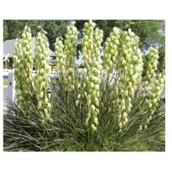 nasiona Jukka karolińska szt.5 Flxx10