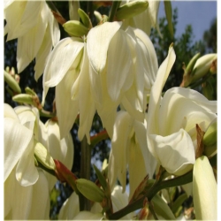 nasiona Jukka karolińska szt.5 Flxx10